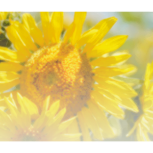 太陽と向日葵（Cover Flower）