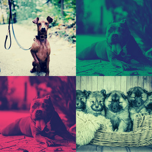 抚慰的可爱的狗回忆