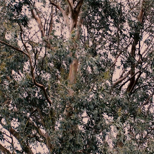 Raphael's Descent : Air (Air 39)