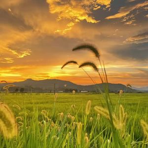 下犬式（入门瑜伽必听）