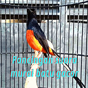 Pancingan Suara Murai Batu Gacor (Live)