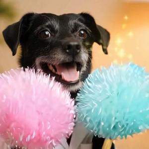 Autoimmune Hemolytic Anemia