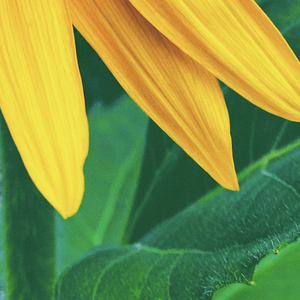 花开蝶来，思念成海