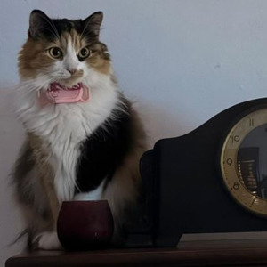 Gata Mia
