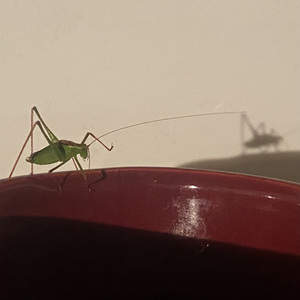 Jelly road, black light