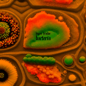 Bacteria