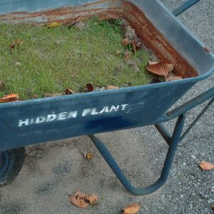 꼬리 (with. emoji)