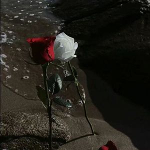 你是我的白月光，也是我的朱砂痣