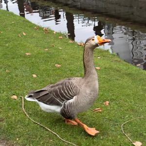 Goose