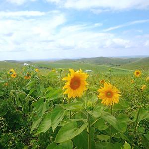 花开 (cover: Copy、BT07-PZ、YM牧童)