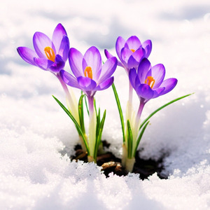 花花～冬から春へ