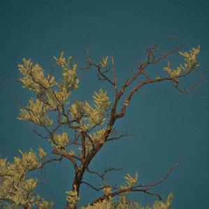 匿伏之河的颂歌 Ode to the Hidden River