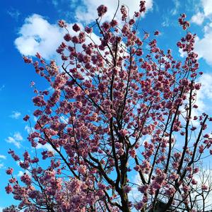 Flower Song v1 (feat. NARA)