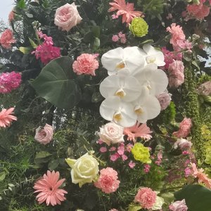 我想（cover 余佳运）