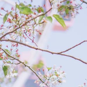 天涯（翻自 喵酱 孙晔）