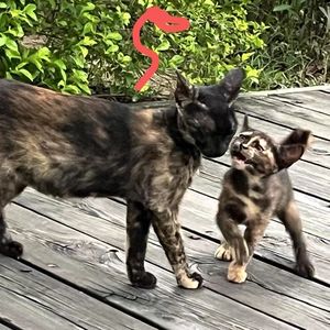 Snake up from the weeds