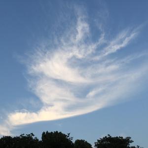 "Schmetterling" ("Butterfly"), Op. 81, No. 4