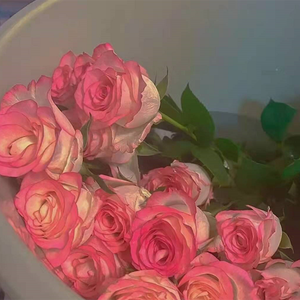 念（Prod byenjoy$Xt）