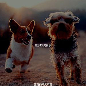 诗意的孤独的狗节奏