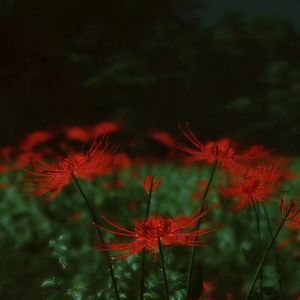 茉花醉‖扇梦 ft 蓦浅浅