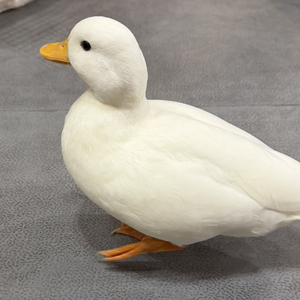 百万奖金AI创作大赛主题一：2025游戏人物总结