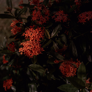 Ixora