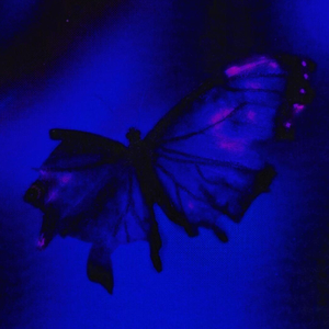 butterfly（蝴蝶）