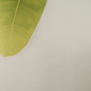 浪子的心情