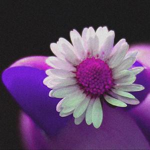 Daisy (feat. WonderBag)