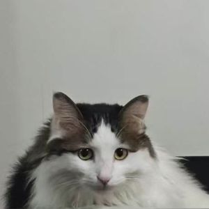 还要几夜才能停止想你