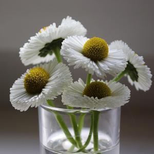 transient(重制版）