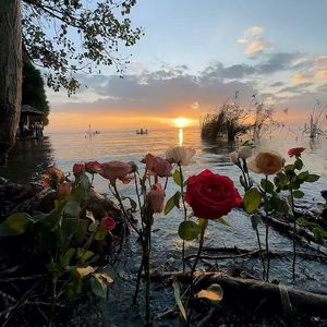 小白 Cover：郑润泽/罗言