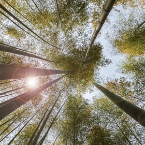 三亩地-城南花已开（武聆音雄 remix）