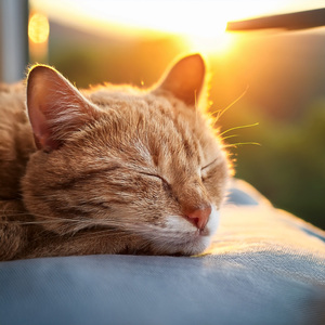 Serena Noche De Gatito Tranquila