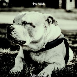 有趣孤独的狗情怀