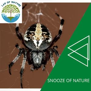 Cheerful Dawn with Tropical Birdsong