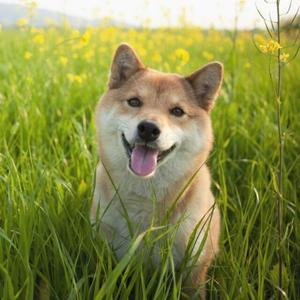 江归江山归山（翻自 倪浩毅）