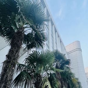 高山流水 古琴曲 (白噪音助眠)