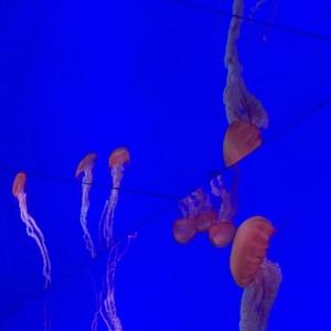 在你的婚礼我多喝了两杯 单簧管版（coverMr.Miss）