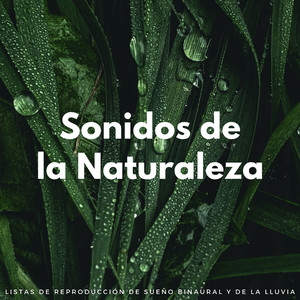 Lluvia Binaural Para Dormir