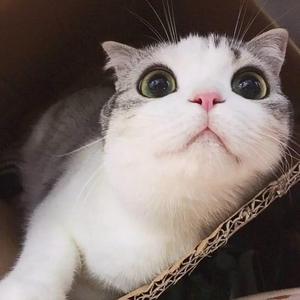 您的手机来电铃声