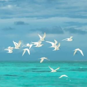 阳春白雪（钢琴曲）