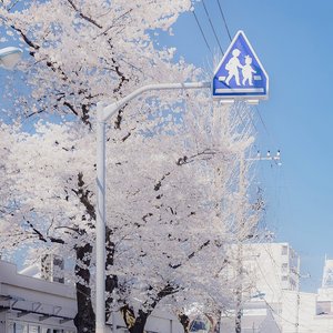 Komorebi