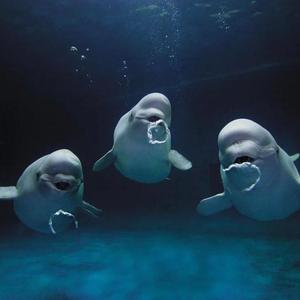 ROBBEDSANTATOGETINCHRISTMASSPIRIT