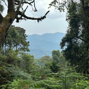 Nyungwe Forest National Park - Rwanda