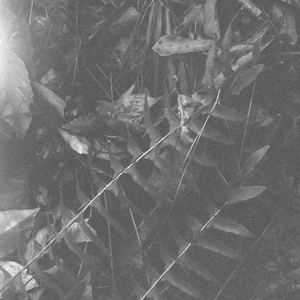 The Peregrine Birders of Phantom Forests