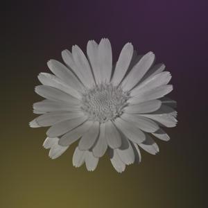 Calendula