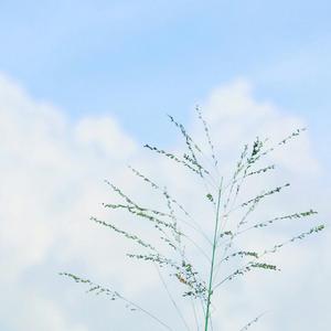 O-Zone-蚂蚁牙黑（苏辰-hmer remix）