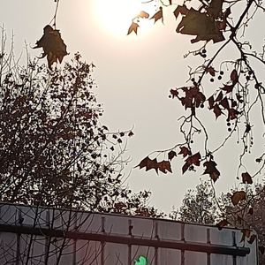 舞曲，鬼畜之声，胆小勿进