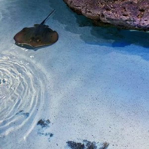 潮騒のメモリー（海潮的回忆）